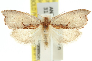  (Glyphidoptera polymita - 11ANIC-09870)  @14 [ ] CreativeCommons - Attribution (2011) CSIRO/BIO Photography Group Centre for Biodiversity Genomics