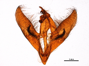  ( - 11ANIC-11074)  @11 [ ] CreativeCommons - Attribution (2018) CBG Photography Group Centre for Biodiversity Genomics