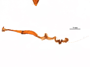  ( - 11ANIC-11074)  @11 [ ] CreativeCommons - Attribution (2018) CBG Photography Group Centre for Biodiversity Genomics