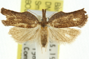  (Coeloptera vulpina - 11ANIC-10178)  @14 [ ] CreativeCommons - Attribution (2011) CSIRO/BIO Photography Group Centre for Biodiversity Genomics