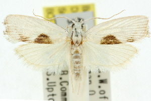  (Xylorycta cosmeta - 11ANIC-10549)  @14 [ ] CreativeCommons - Attribution (2011) CSIRO/BIO Photography Group Centre for Biodiversity Genomics