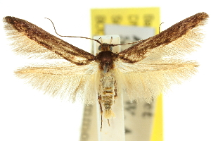  (Leptozestis sp. ANIC1 - 11ANIC-13560)  @11 [ ] CreativeCommons - Attribution (2011) CSIRO/CBG Photography Group Centre for Biodiversity Genomics