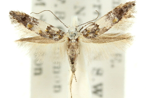  (Leptozestis sp. ANIC16 - 11ANIC-13601)  @11 [ ] CreativeCommons - Attribution (2011) CSIRO/CBG Photography Group Centre for Biodiversity Genomics