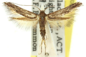  (Leptozestis sp. ANIC37 - 11ANIC-13662)  @13 [ ] CreativeCommons - Attribution (2011) CSIRO/CBG Photography Group Centre for Biodiversity Genomics