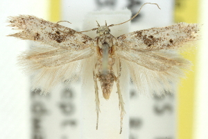  (Psoricoptera melanoptila - 11ANIC-15316)  @11 [ ] CreativeCommons - Attribution (2011) CSIRO/BIO Photography Group Centre for Biodiversity Genomics