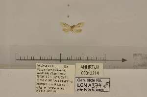  (Hampsonola elachistomorpha - ANHRTUK00013214)  @11 [ ] COPYRIGHT (2021) Unspecified ANHRT