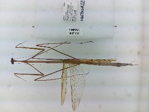  (Agrionopsis - ANHRTUK00071662)  @11 [ ] Copyright (2021) Unspecified ANHRT