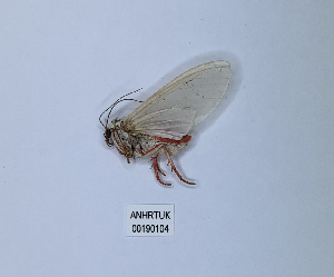  (Amerila nigroapicalis - ANHRTUK00190104)  @11 [ ] Copyright (2021) Unspecified ANHRT