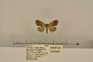  (Negeta purpurascens - ANHRTUK00193567)  @11 [ ] COPYRIGHT (2021) Unspecified ANHRT