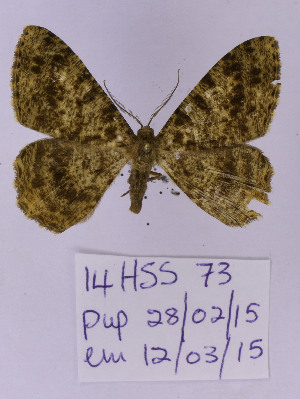  ( - HS6452)  @11 [ ] COPYRIGHT (2021) Unspecified ANHRT