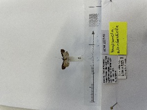  (Hampsonola aulombardiella - RCAK2022-43)  @11 [ ] Copyright (2022) Unspecified ANHRT