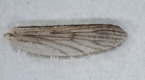  (Anopheles daciae sp. inq - IZA11)  @11 [ ] Copyright (2018) Unspecified IZLER