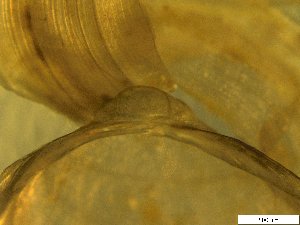  ( - BSC-34.3)  @11 [ ] CreativeCommons - Attribution Non-Commercial (2019) Susan Daniel Great Lakes Center