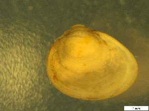  ( - BSC-34.4)  @11 [ ] CreativeCommons - Attribution Non-Commercial (2019) Susan Daniel Great Lakes Center