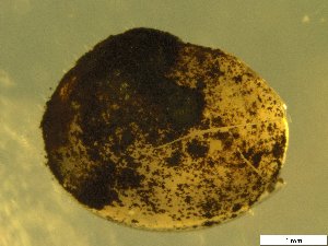  (Pisidium subtruncatum - BSC-42.3)  @11 [ ] CreativeCommons - Attribution Non-Commercial (2019) Susan Daniel Great Lakes Center
