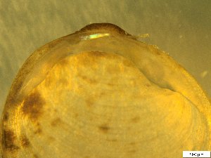  ( - BSC-43.1)  @11 [ ] CreativeCommons - Attribution Non-Commercial (2019) Susan Daniel Great Lakes Center