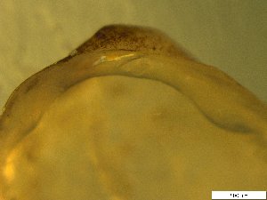  ( - BSC-43.3)  @11 [ ] CreativeCommons - Attribution Non-Commercial (2019) Susan Daniel Great Lakes Center