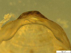  ( - BSC-43.3)  @11 [ ] CreativeCommons - Attribution Non-Commercial (2019) Susan Daniel Great Lakes Center