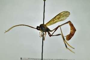  (Heteropelma grossator - WP-CCDB-38693-B11)  @11 [ ] nrr (2020) Unspecified Unspecified