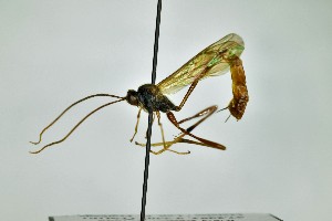  ( - WP-CCDB-38693-B12)  @11 [ ] nrr (2020) Unspecified Unspecified