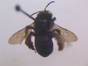  (Anthophora atrata - CCDB-14520-A02)  @11 [ ] No Rights Reserved (2023) Unspecified York University