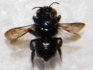  (Megachile singularis - CCDB-14520-H05)  @11 [ ] No Rights Reserved (2023) Unspecified York University