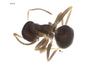  (Lasius platythorax - CCDB-09562-D09)  @13 [ ] Copyright  G. Blagoev 2010 Unspecified
