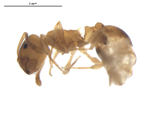  ( - CCDB-09562-G11)  @12 [ ] Copyright  G. Blagoev 2010 Unspecified