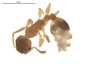  ( - CCDB-09562-H01)  @12 [ ] Copyright  G. Blagoev 2010 Unspecified