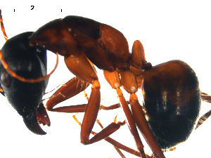  (Camponotus samius - CCDB-10376-F12)  @13 [ ] Copyright  G. Blagoev 2010 Unspecified