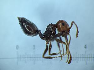  ( - KG01393a1)  @11 [ ] CC BY-NC-SA 3.0 (2022) Mattia Menchetti, Institute of Evolutionary Biology Institut de Biologia Evolutiva (CSIC-UPF), Butterfly Diversity and Evolution Lab