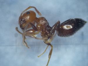  ( - KG01414_1a1)  @11 [ ] CC BY-NC-SA 3.0 (2022) Mattia Menchetti, Institute of Evolutionary Biology Institut de Biologia Evolutiva (CSIC-UPF), Butterfly Diversity and Evolution Lab