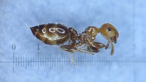  ( - KG03110a1)  @11 [ ] CC BY-NC-SA 3.0 (2022) Mattia Menchetti, Institute of Evolutionary Biology Institut de Biologia Evolutiva (CSIC-UPF), Butterfly Diversity and Evolution Lab