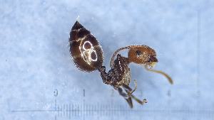  ( - KG03693B01a1)  @11 [ ] CC BY-NC-SA 3.0 (2022) Mattia Menchetti, Institute of Evolutionary Biology Institut de Biologia Evolutiva (CSIC-UPF), Butterfly Diversity and Evolution Lab