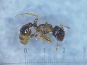  (Tetramorium impurum - MM17A207b1)  @11 [ ] CC BY-NC-SA 3.38 (2022) Mattia Menchetti, Institute of Evolutionary Biology Institut de Biologia Evolutiva (CSIC-UPF), Butterfly Diversity and Evolution Lab