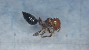  ( - MM21A245b1)  @11 [ ] CC BY-NC-SA 3.0 (2022) Mattia Menchetti, Institute of Evolutionary Biology Institut de Biologia Evolutiva (CSIC-UPF), Butterfly Diversity and Evolution Lab