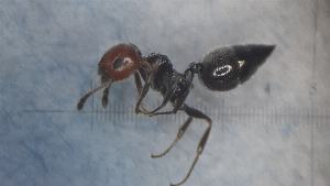  ( - MM21A249c1)  @11 [ ] CC BY-NC-SA 3.0 (2022) Mattia Menchetti, Institute of Evolutionary Biology Institut de Biologia Evolutiva (CSIC-UPF), Butterfly Diversity and Evolution Lab