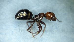  ( - MM21B389a1)  @11 [ ] CC BY-NC-SA 3.0 (2022) Mattia Menchetti, Institute of Evolutionary Biology Institut de Biologia Evolutiva (CSIC-UPF), Butterfly Diversity and Evolution Lab