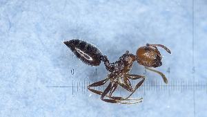  ( - MM21B627c1)  @11 [ ] CC BY-NC-SA 3.0 (2022) Mattia Menchetti, Institute of Evolutionary Biology Institut de Biologia Evolutiva (CSIC-UPF), Butterfly Diversity and Evolution Lab