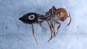  ( - MM21B683a1)  @11 [ ] CC BY-NC-SA 3.0 (2022) Mattia Menchetti, Institute of Evolutionary Biology Institut de Biologia Evolutiva (CSIC-UPF), Butterfly Diversity and Evolution Lab