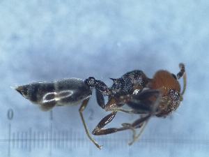  ( - MM21C138a1)  @11 [ ] CC BY-NC-SA 3.42 (2022) Mattia Menchetti, Institute of Evolutionary Biology Institut de Biologia Evolutiva (CSIC-UPF), Butterfly Diversity and Evolution Lab