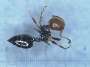  ( - MM21C355a1)  @11 [ ] CC BY-NC-SA 3.69 (2022) Mattia Menchetti, Institute of Evolutionary Biology Institut de Biologia Evolutiva (CSIC-UPF), Butterfly Diversity and Evolution Lab