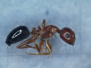  ( - MM21C387a1)  @11 [ ] CC BY-NC-SA 3.6 (2022) Mattia Menchetti, Institute of Evolutionary Biology Institut de Biologia Evolutiva (CSIC-UPF), Butterfly Diversity and Evolution Lab