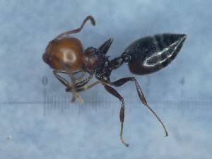  ( - MM21C730a1)  @11 [ ] CC BY-NC-SA 3.0 (2022) Mattia Menchetti, Institute of Evolutionary Biology Institut de Biologia Evolutiva (CSIC-UPF), Butterfly Diversity and Evolution Lab