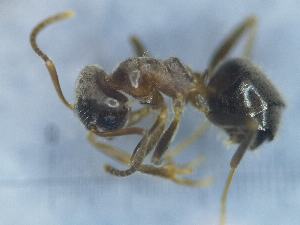  (Lasius cf. platythorax - MM21C759a1)  @11 [ ] CC BY-NC-SA 3.0 (2022) Mattia Menchetti, Institute of Evolutionary Biology Institut de Biologia Evolutiva (CSIC-UPF), Butterfly Diversity and Evolution Lab