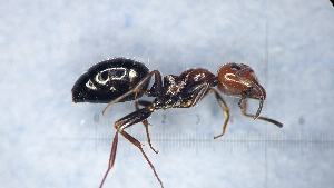  ( - MM21F084b1)  @11 [ ] CC BY-NC-SA 3.0 (2022) Mattia Menchetti, Institute of Evolutionary Biology Institut de Biologia Evolutiva (CSIC-UPF), Butterfly Diversity and Evolution Lab