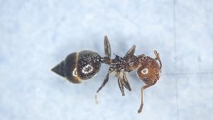  ( - MM21F096a1)  @11 [ ] CC BY-NC-SA 3.0 (2022) Mattia Menchetti, Institute of Evolutionary Biology Institut de Biologia Evolutiva (CSIC-UPF), Butterfly Diversity and Evolution Lab