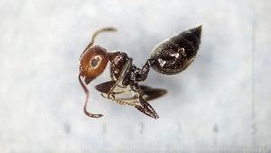  ( - MM21F251c1)  @11 [ ] CC BY-NC-SA 3.0 (2022) Mattia Menchetti, Institute of Evolutionary Biology Institut de Biologia Evolutiva (CSIC-UPF), Butterfly Diversity and Evolution Lab