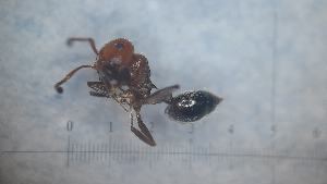  ( - MM21F412a1)  @11 [ ] CC BY-NC-SA 3.0 (2022) Mattia Menchetti, Institute of Evolutionary Biology Institut de Biologia Evolutiva (CSIC-UPF), Butterfly Diversity and Evolution Lab