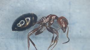  ( - MM21F494a1)  @11 [ ] CC BY-NC-SA 3.0 (2022) Mattia Menchetti, Institute of Evolutionary Biology Institut de Biologia Evolutiva (CSIC-UPF), Butterfly Diversity and Evolution Lab